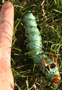 hickory horned devil