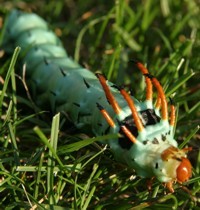 hickory horned devil