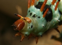 hickory horned devil