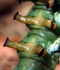 hickory horned devil legs