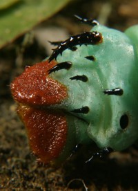 hickory horned devil rear