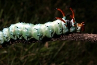 hickory horned devil