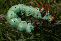 hickory horned devil