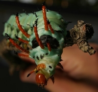 hickory horned devil