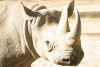 Rhinoceros photo