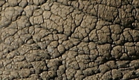 Rhino skin