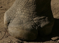 Rhinoceros foot