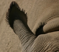 Rhinoceros ear