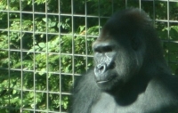 Gorilla Photo
