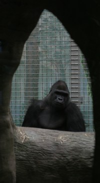 Gorilla Photo