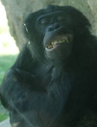 Smiling Bonobo Chimpanzee Photo