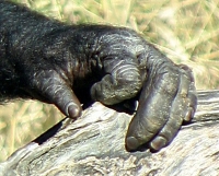 Bonobo hand