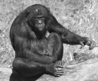 Bonobo Chimpanzee Photo