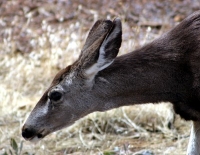 mule deer photo