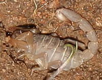 scorpion photo