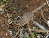 pale scorpion