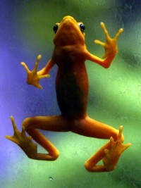 Frog Photo