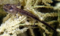 salamander tadpole photo