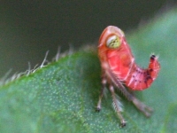 leafhopper red