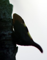 treehopper thorn silhouette