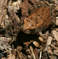 Toad Photo