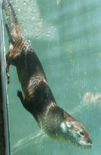 Otter Swim 1