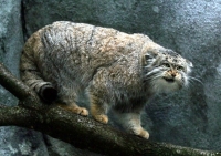 Pallas Cat Photo