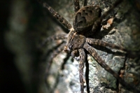 Large Spider