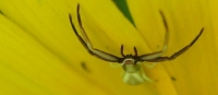 Spider Photo