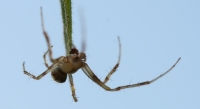 Spider Photo