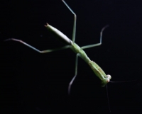 Young Praying Mantis