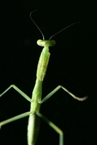 Young Praying Mantis