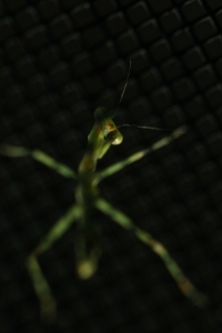 Young Praying Mantis