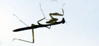 Young Praying Mantis