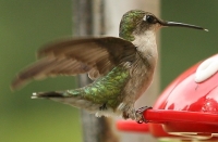 ruby-throated hummingbird