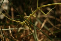 Walking Stick Insect