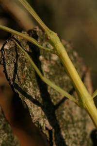 Walking Stick Insect