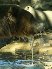 Bear in Water