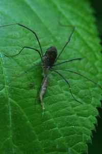 harvestman