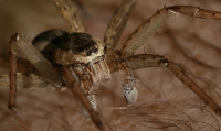 Fishing Spider