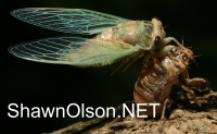 Cicada Photo