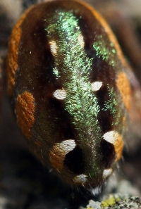 colorful spider abdomen