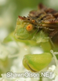 Ambush Bug closeup photo
