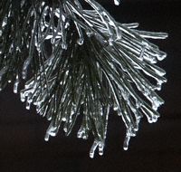 Iced Needles Photo