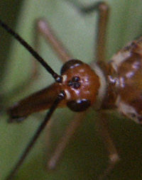 Large Fly Closeup