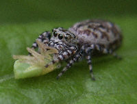 Jumping Spider Lunch