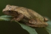 Spring Peeper Tree Frog