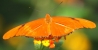 Franklin Park Conservatory butterfly