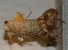 molting cicada