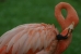 grooming flamingo